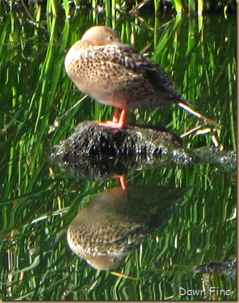 Sweetwater wetlands_007