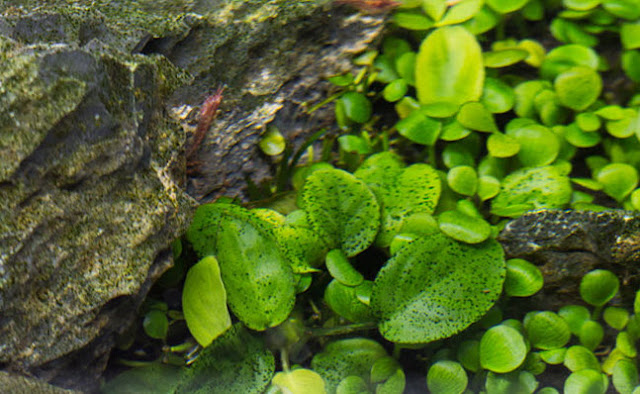 Green Spot Algae / GSA (Alga Bintik Hijau)