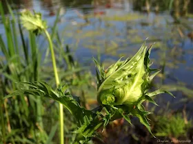 Ostrożeń warzywny Cirsium oleraceum, czarcie żebro zdjęcia informacje