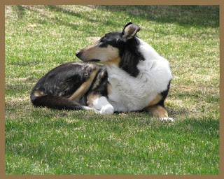 The collie dog is resting pictures