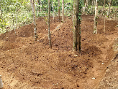 persiapan tanah untuk menanam cabai