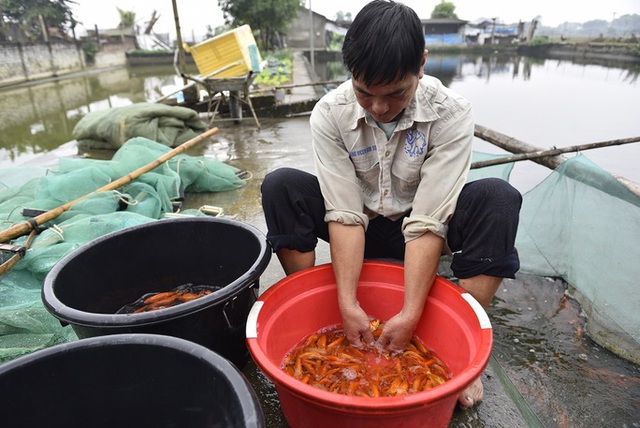 Vựa cá chép đỏ ở xứ Thanh tất bật chuẩn bị phương tiện cho ông Công, ông Táo về <a href=
