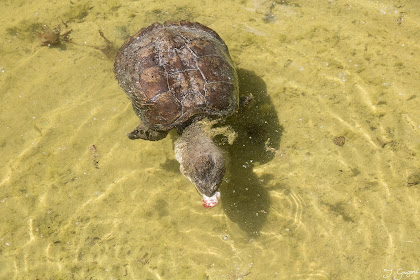 tortue mangeant une souris