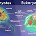 Difference prokaryotic and eukaryotic cell (Cell Bio- 2 by UK sir)