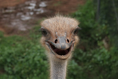 Happy Ostrich