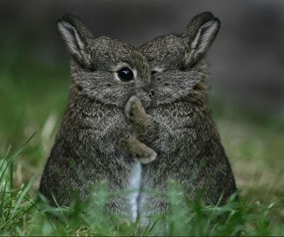 Funny Animal Hugs | Interesting Wallpaper & Pictures