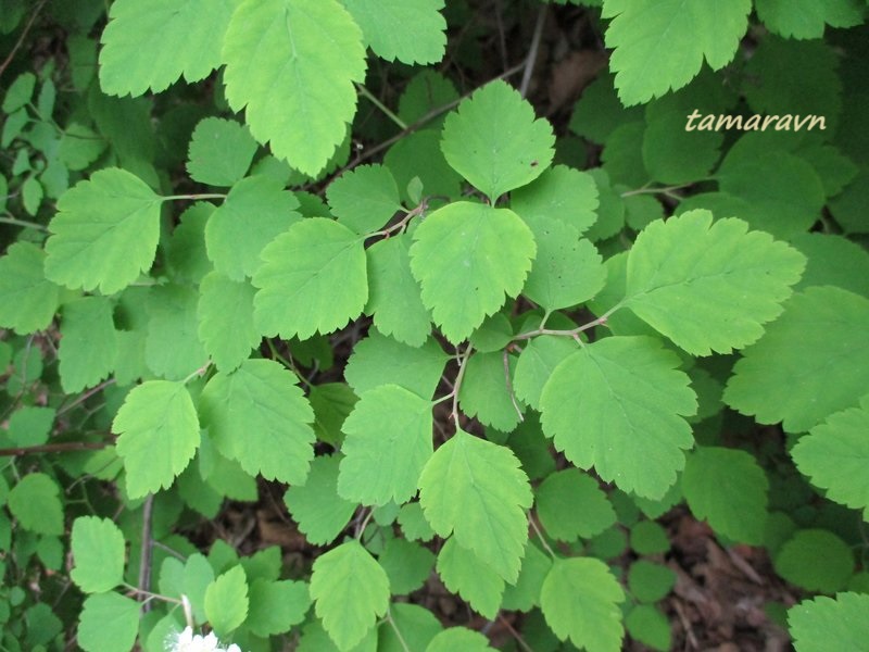 Спирея уссурийская / Таволга уссурийская (Spiraea ussuriensis)