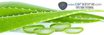 Aloe Vera /lidah buaya