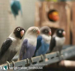 Harga Lovebird Terbaru