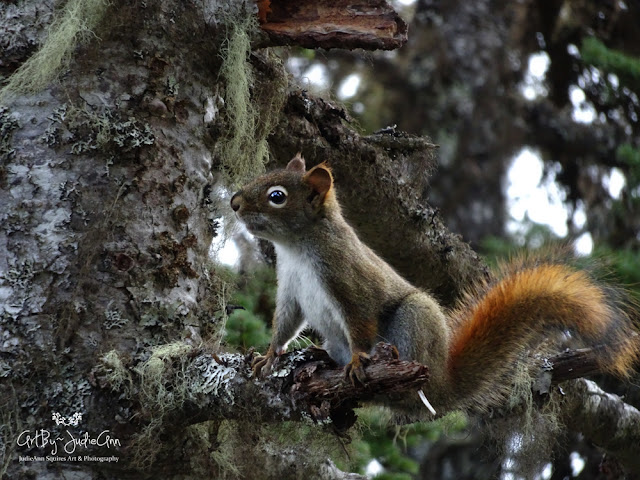 Woodland Squirrel