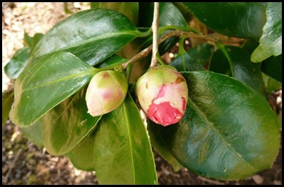 bud