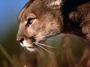 Presenters will discuss mountain lion natural history, ecology, .