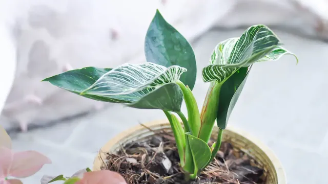 Philodendron