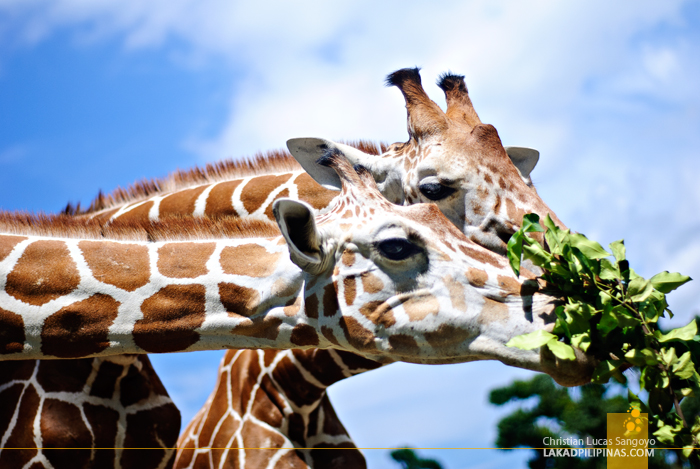 Giraffes at the Calauit Safari Park in Palawan