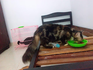 kucing anggora