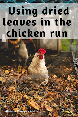 Chicken in leaves, coop run