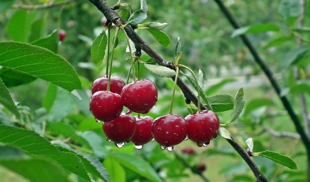 Cerezas