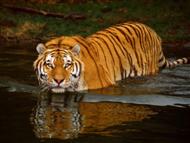 Beautiful,cute,dangerous yellow ,black tiger,tiger running  very dangerous style ,wallpapers,pictures,images 
