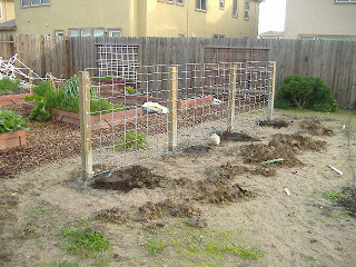 Sacramento Vegetable Gardening: The Wrong Way to Build a Grape Arbor