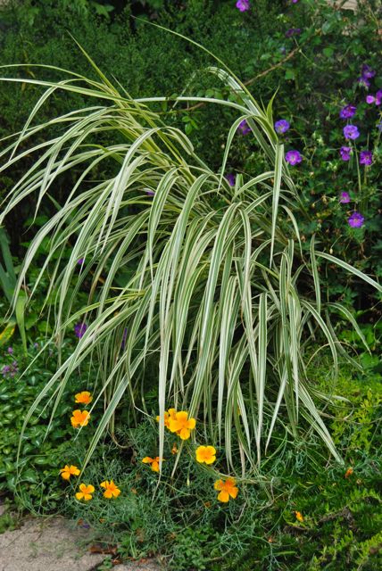 In the Driveway Garden, the dwarf Miscanthus 'Dixieland' is still making a splash with purple Geranium 'Rozanne' and orange California poppies (Eschscholzia californica).