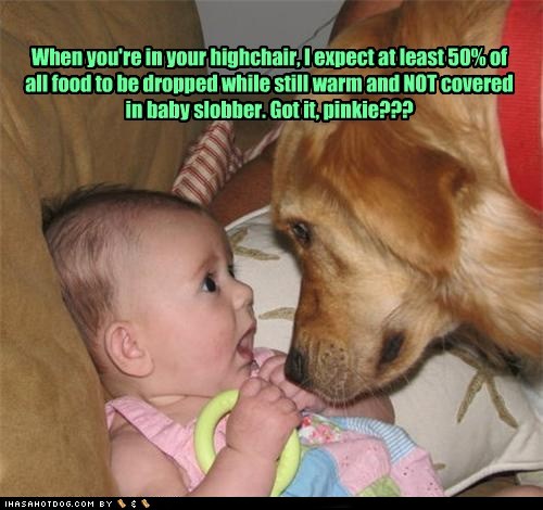 ... funny dog sayings cute dog quotes funny dog jokes funny quotes funny