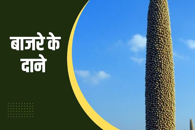 Pearl millet/ Bajra seeds in Hindi