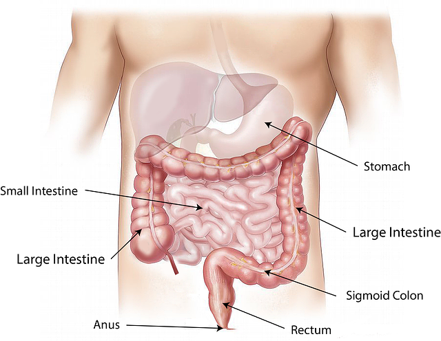 Digestive Problems & Gastrointestinal Treatment