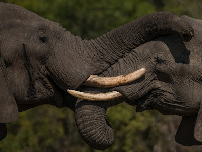 foto de elefantes besándose 