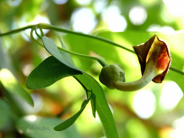 Aristolochia debilis