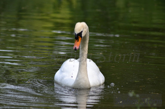 Sabbernder Schwan