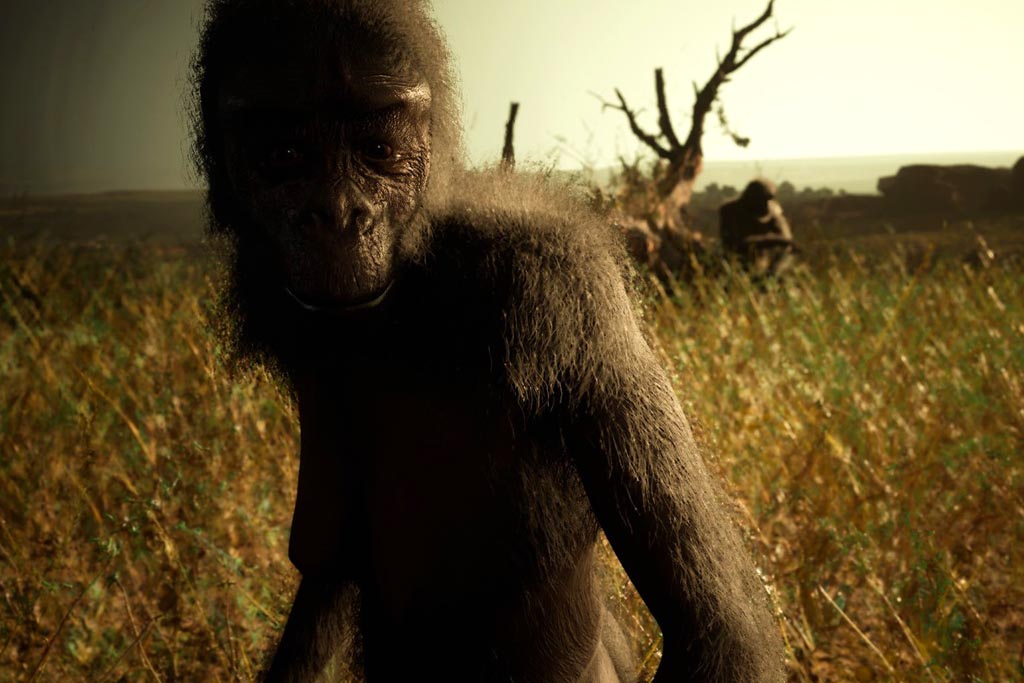 Australopithecus looking at the camera.