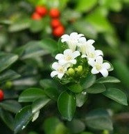 Kemuning [Murraya paniculata (L.) Jack.]