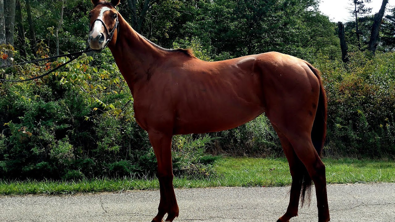 Horses For Lease In Ohio
