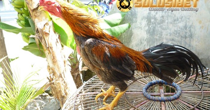 Keunggulan Ayam Bangkok Klewu - Panduan Cara Main Sbobet