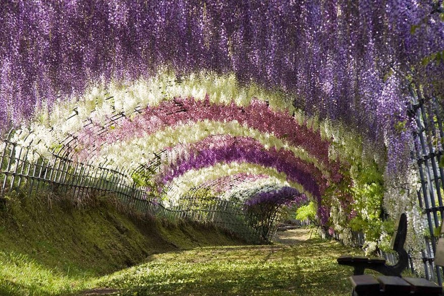 Wisteria Flower Wallpaper