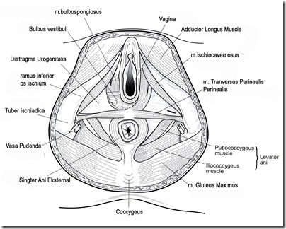 Perineum copy copy