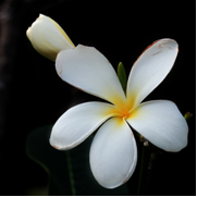 Anatomi Fisiologi Bunga  Kamboja Plumeria acuminata lle 