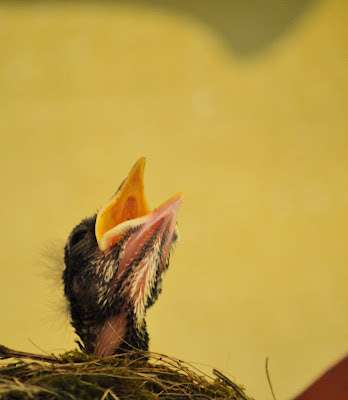 photo of baby robin by Nancy Zavada