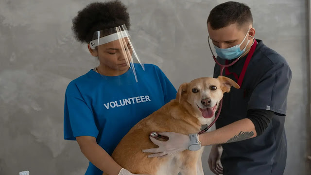 Dog Check Up