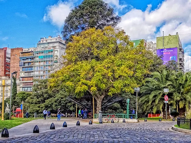 Hermoso árbol en el paseo de La Recoleta.