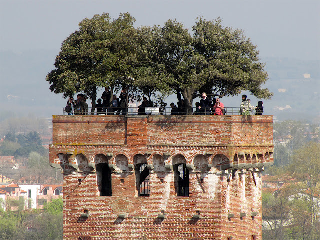 Centuries-old holm oak trees, Torre Guinigi, Guinigi Tower, Lucca