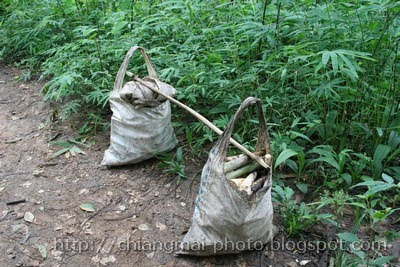 Chaingmai  Hiking travel through a forest Part II