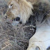 ADDO - SYLVESTER THE LION MAKES HIS HOME AT ADDO ELEPHANT NATIONAL PARK