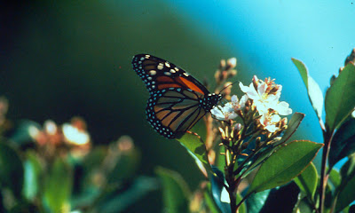 Borboleta monarca pousando na flor