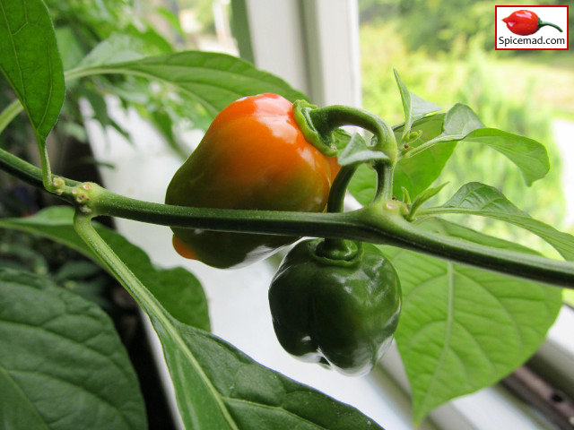 Red Mayan Habanero - 16th August 2014