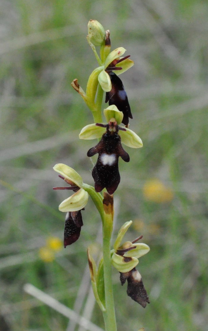 Ophrys mouche