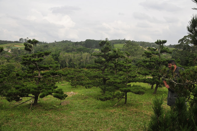 pinheiro negro para jardim japonês