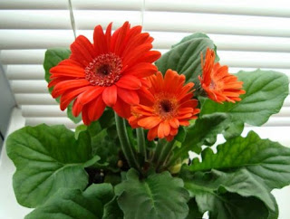 Gambar Bunga Gerbera