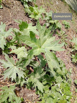 Белокопытник Татеваки (Petasites tatewakianus)