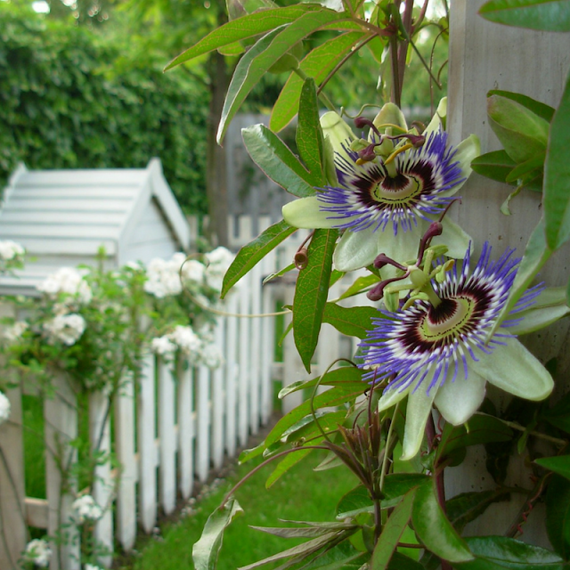 Tips for small garden spaces courtyard gardens